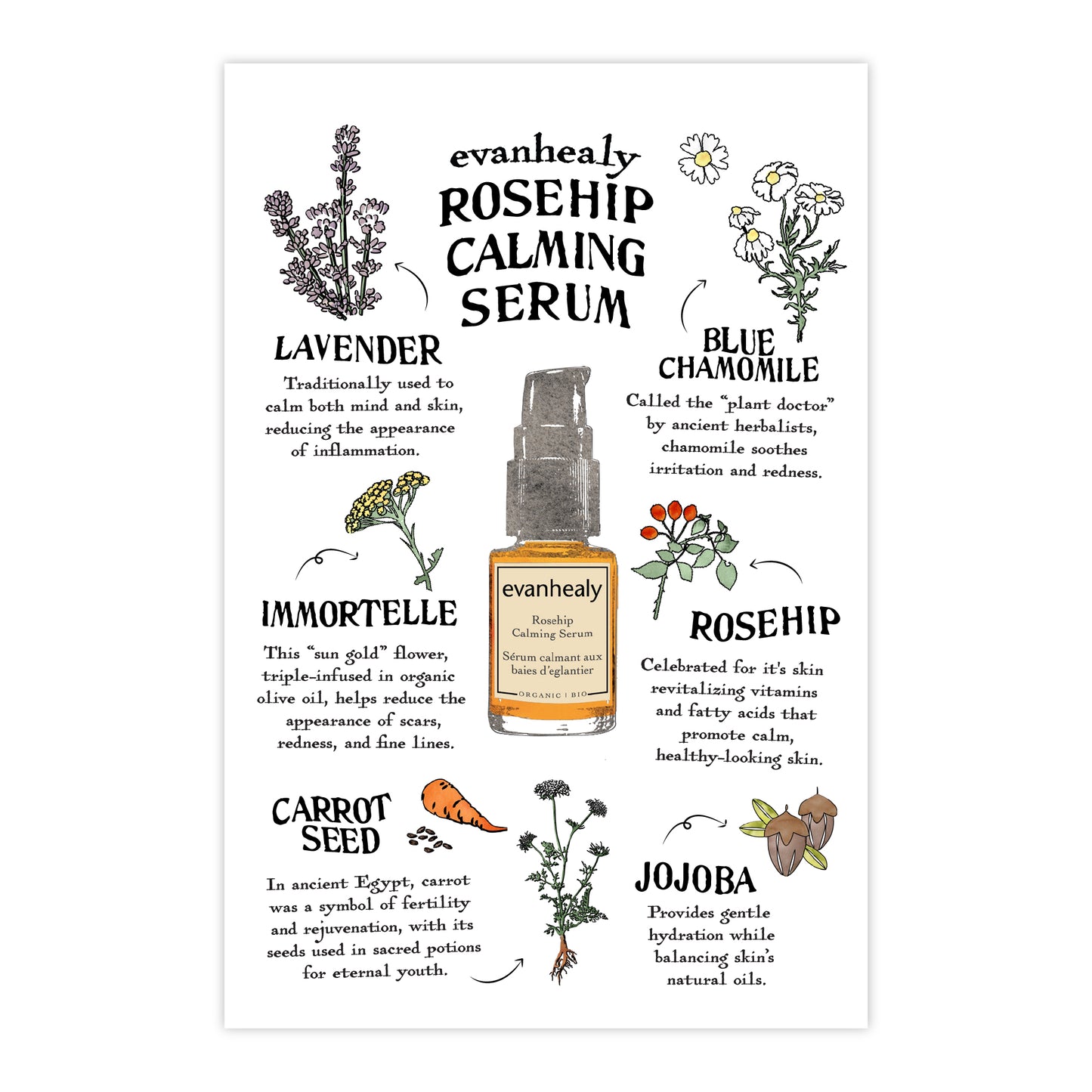 Front of a Rosehip Calming Serum folklore postcard showing illustrated ingredient profiles