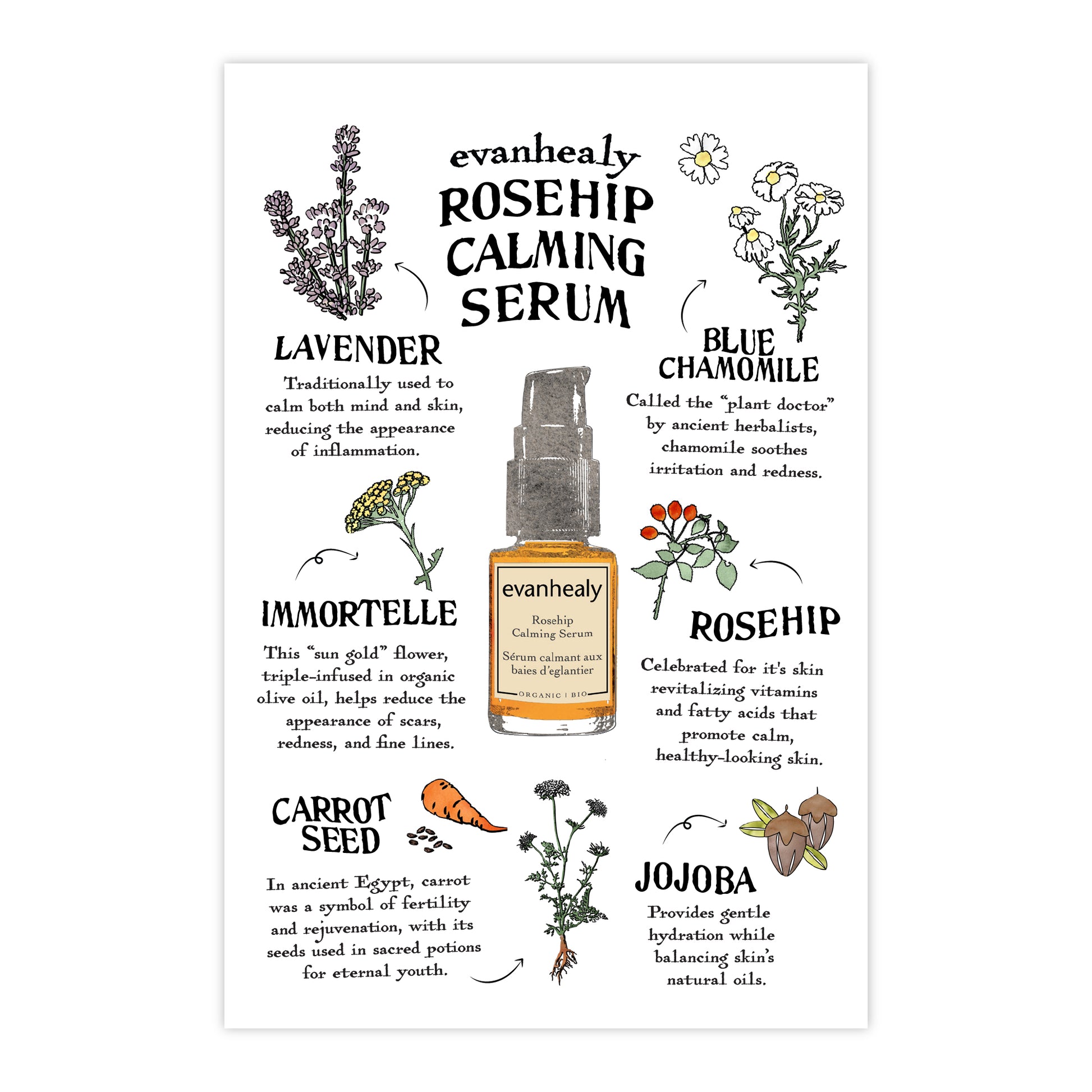Front of a Rosehip Calming Serum folklore postcard showing illustrated ingredient profiles