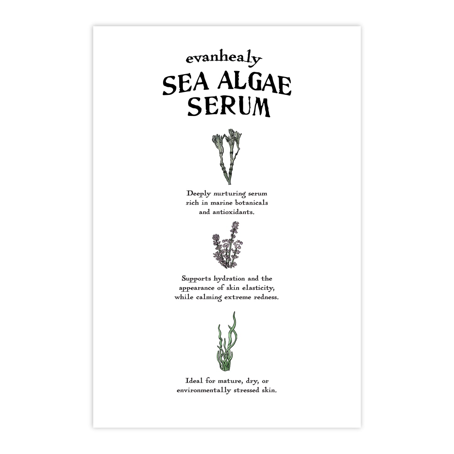Front of 4x6 Sea Algae Serum postcard with ‘SEA ALGAE SERUM’ headline and two small botanicals on white background