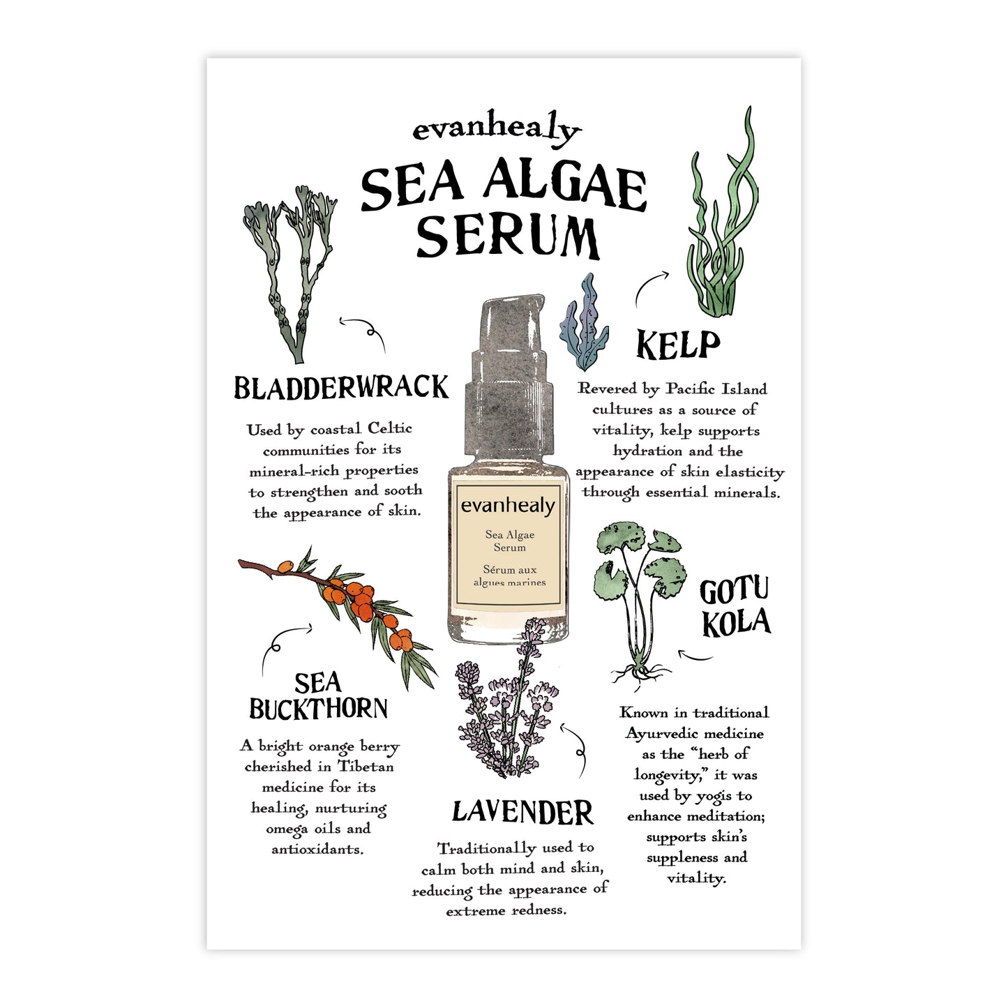 Front view of 4x6 Sea Algae Serum postcard showing headline SEA ALGAE SERUM with botanical illustrations on white background