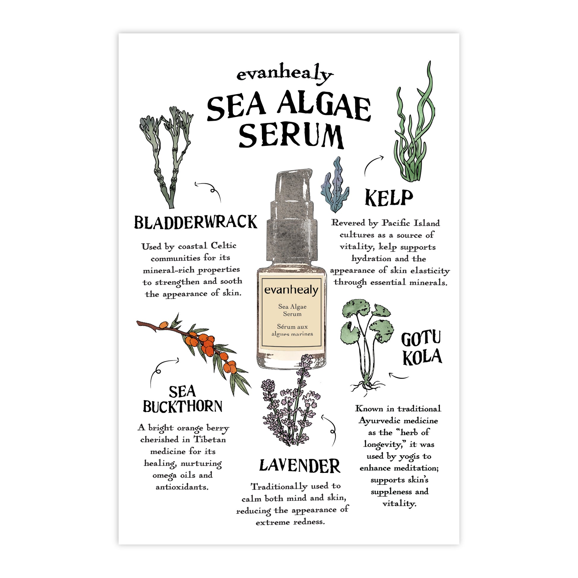 Front view of 4x6 Sea Algae Serum postcard showing headline SEA ALGAE SERUM with botanical illustrations on white background