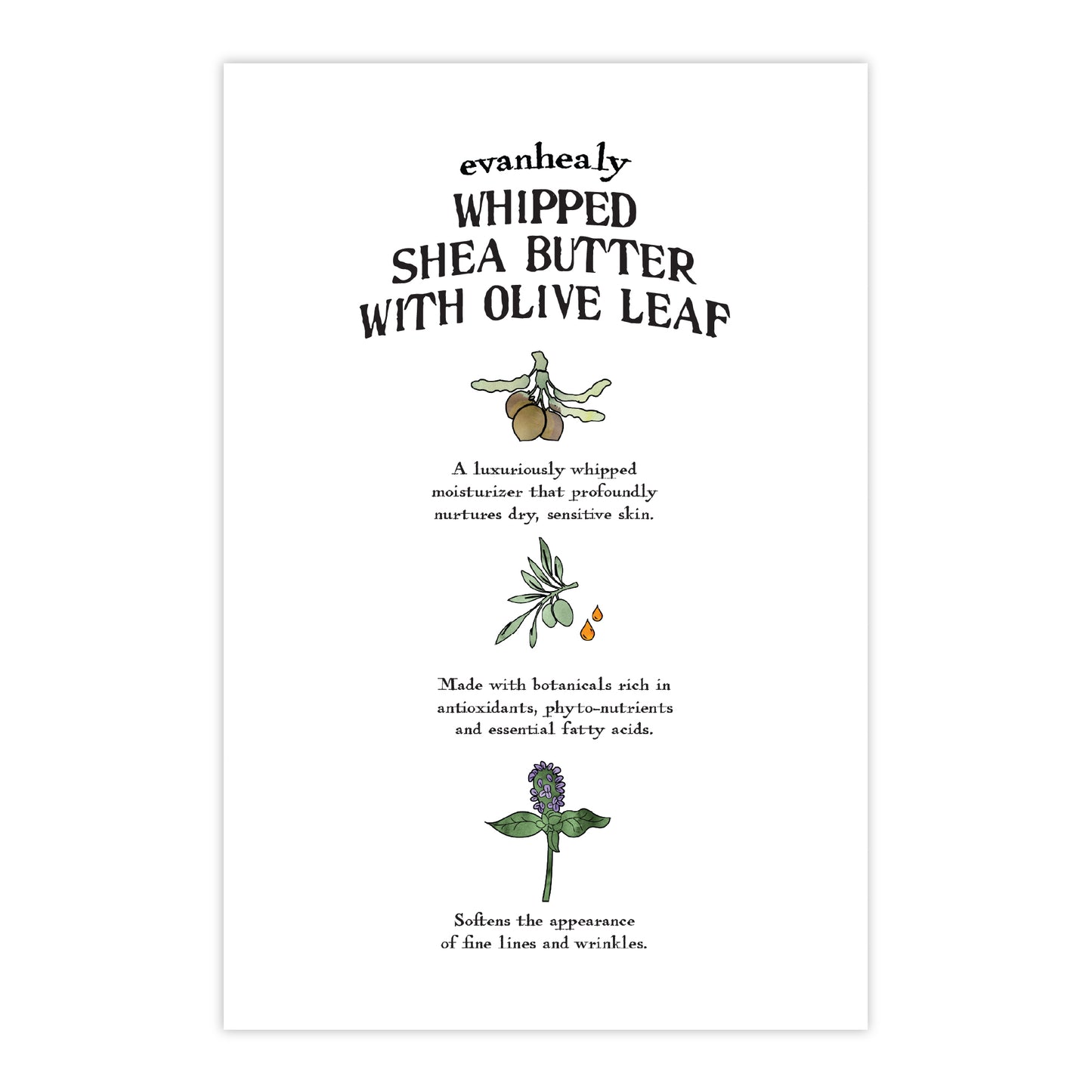 Back view of 4x6 Whipped Shea Butter with Olive Leaf folklore card featuring ingredient text and illustrations on white