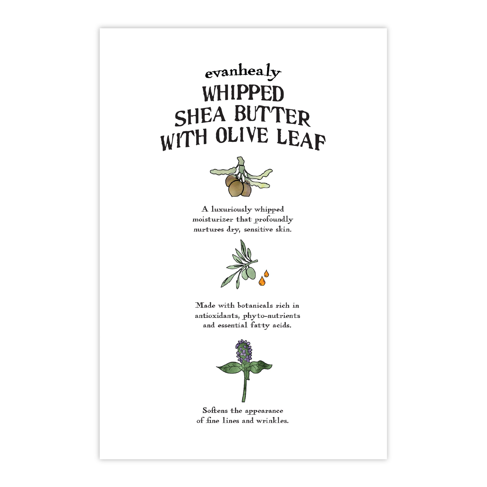 Back view of 4x6 Whipped Shea Butter with Olive Leaf folklore card featuring ingredient text and illustrations on white