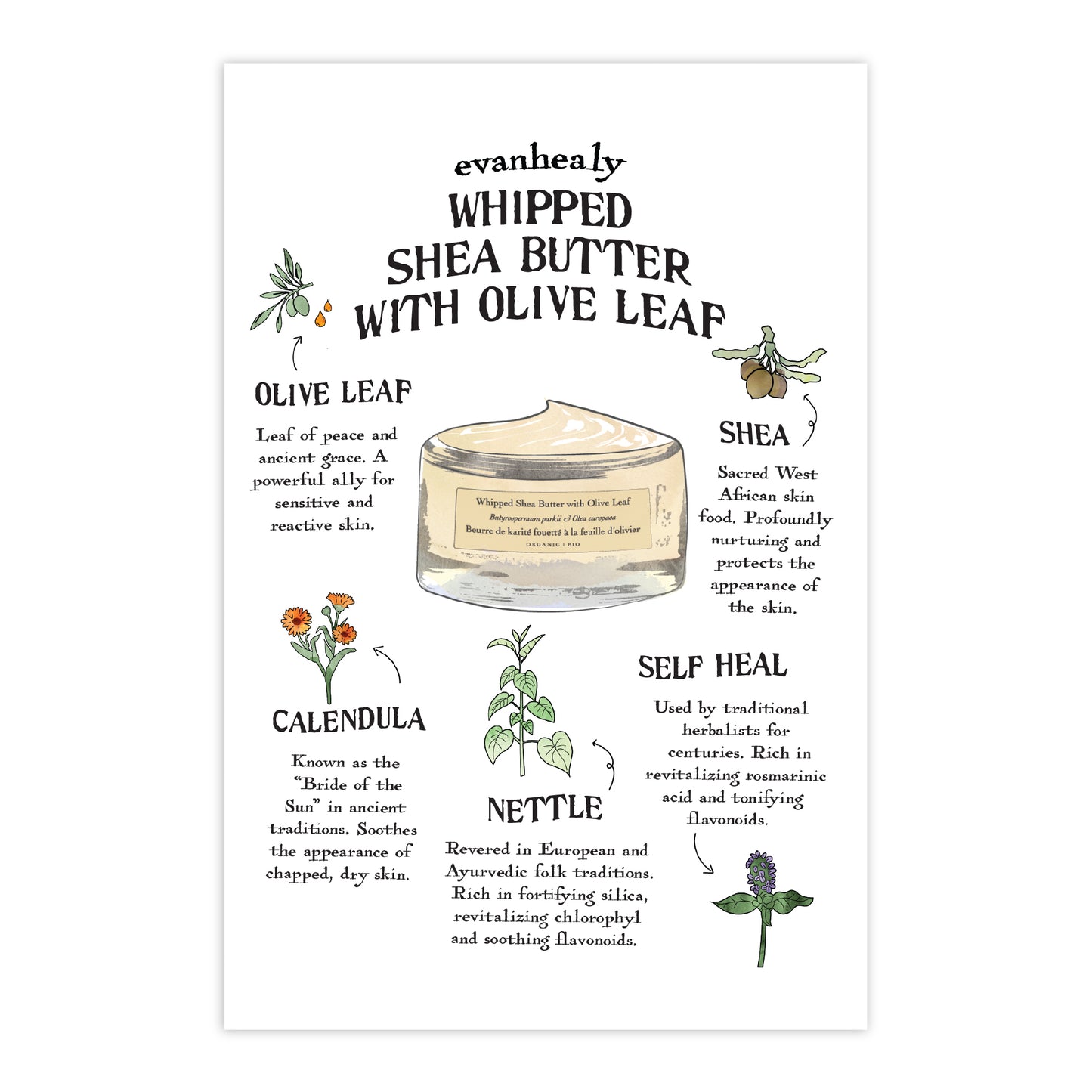 Front view of four by six folklore postcard featuring Whipped Shea Butter with Olive Leaf text and botanical illustrations on white background