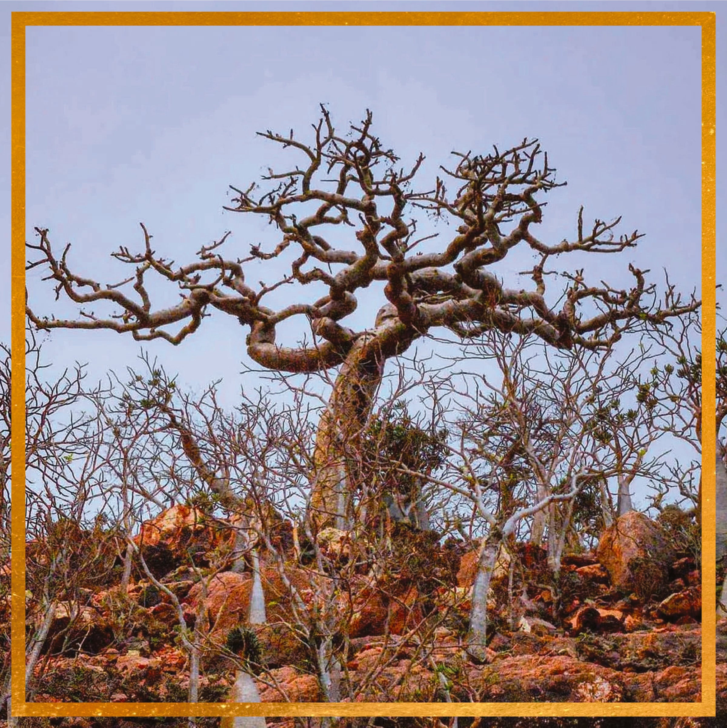 Steward Frankincense – evanhealy