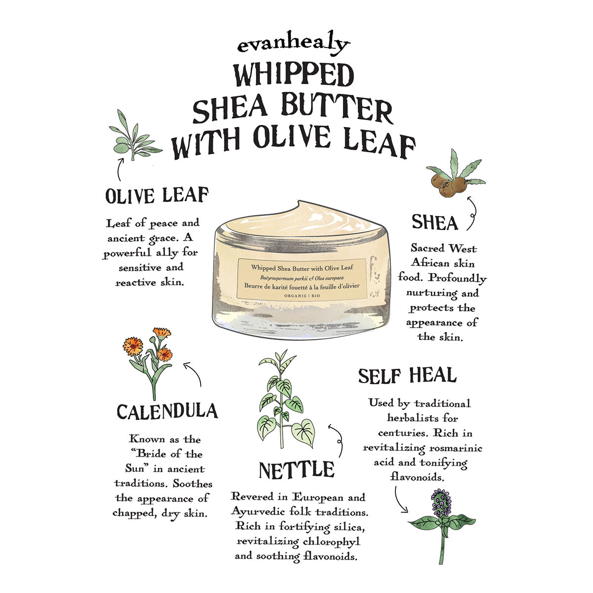Whipped Shea Butter with Olive Leaf