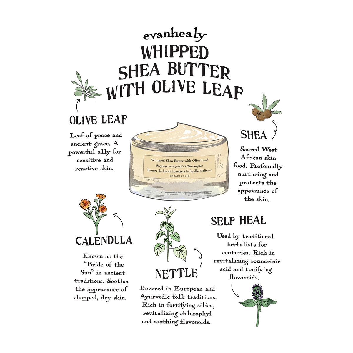 Whipped Shea Butter with Olive Leaf Folklore Card