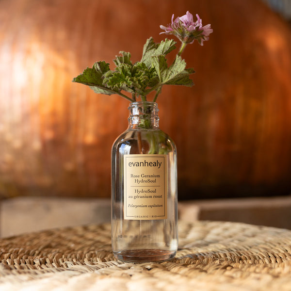Rose Geranium hydrosol: Product Detail & Shop Online | evanhealy