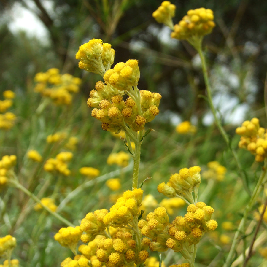 immortelle flower seeds Copper Distilled Immortelle Hydrosol for Dark Eye Circles