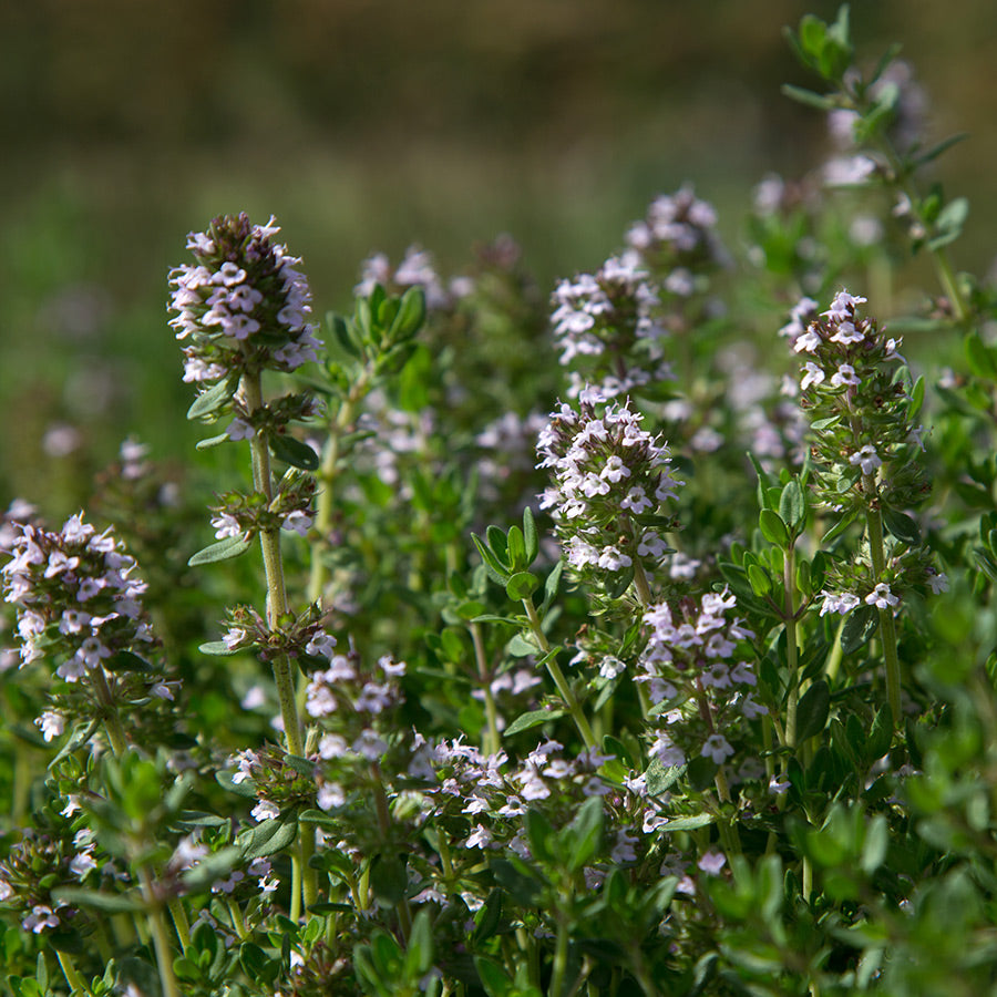 Lemon Thyme HydroSoul Refill