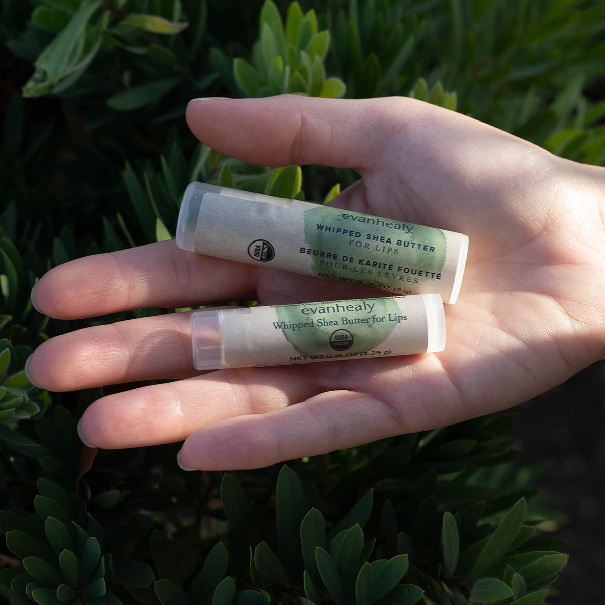 Whipped Shea Butter for Lips