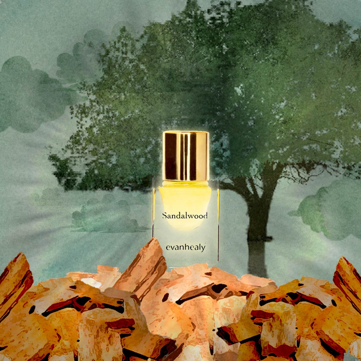 whole essential oil perfume with sandalwood tree illustration in background