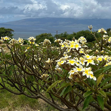 Pure Distilled Hawaiian Plumeria Hydrosol