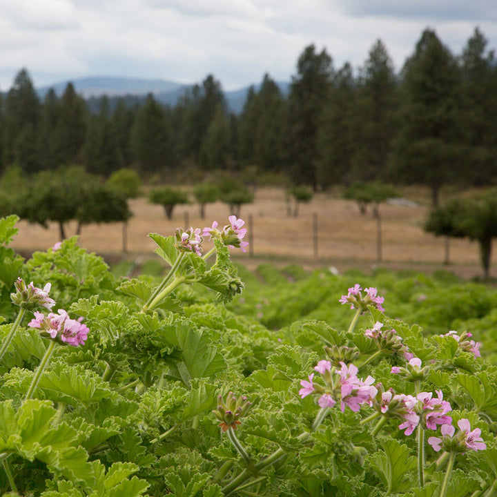 rose geranium flower field ripe for harvest