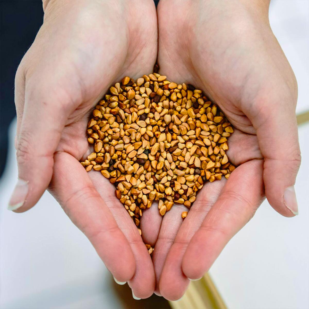 wild rosehip seeds from chilean wild