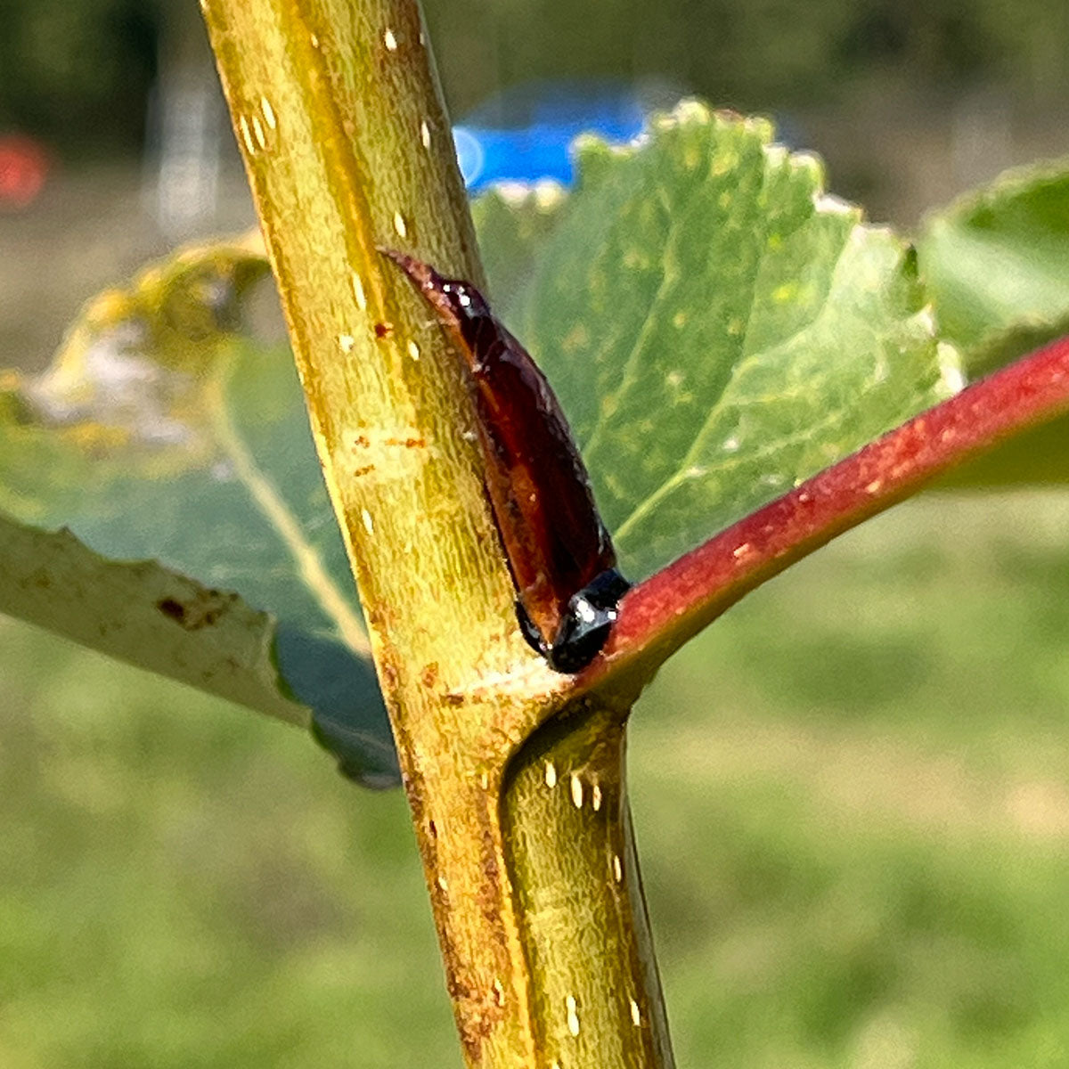 Balm of Gilead Elixir