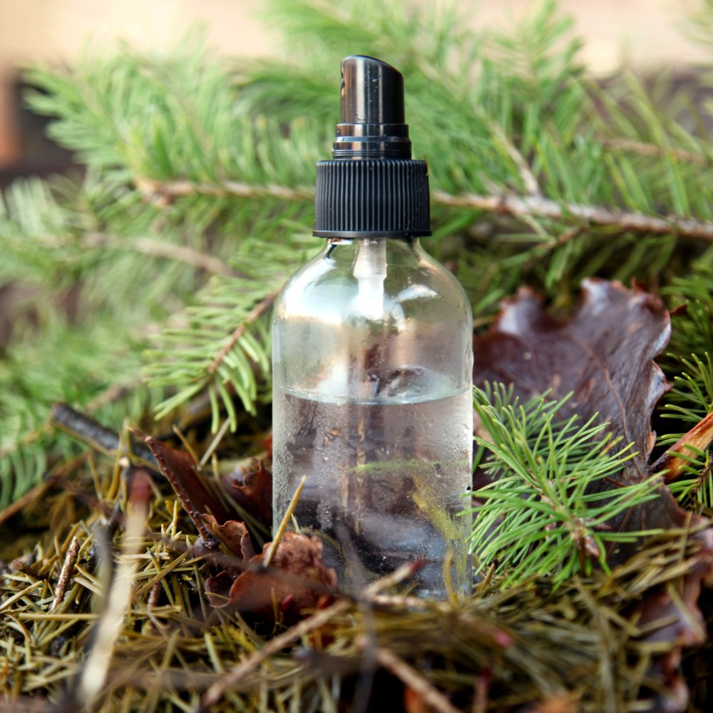 douglas fir facial tonic hydrosol outdoors in pine tree clippings